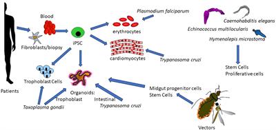 Editorial: Stem cell technologies meet stem cell biology to shine new light into tropical infectious diseases